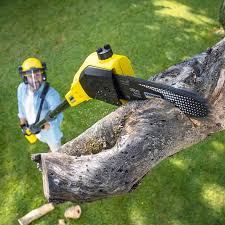 Best Arborist Consultation Services  in Blennerhassett, WV