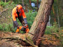 Best Seasonal Cleanup (Spring/Fall)  in Blennerhassett, WV