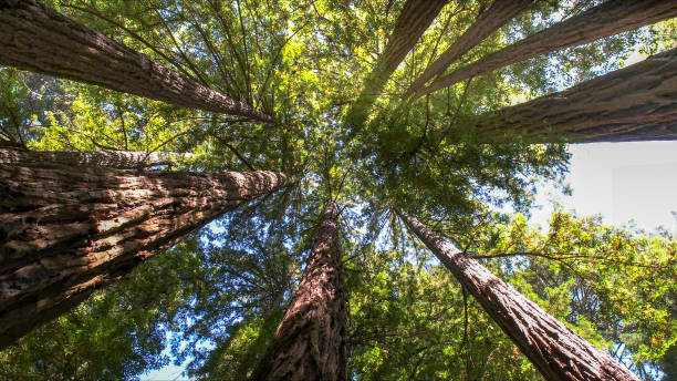 Best Commercial Tree Services  in Blennerhassett, WV