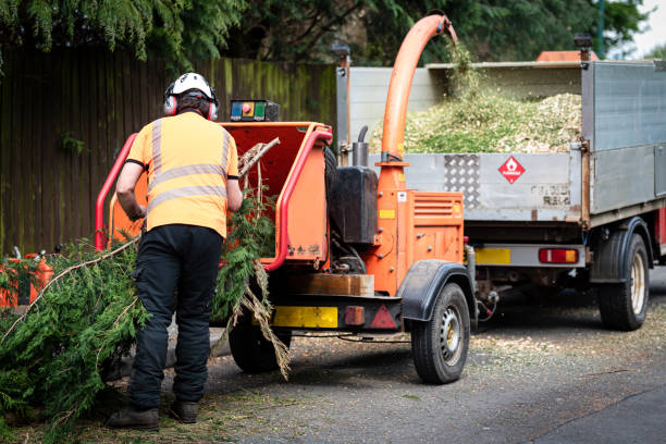 Professional Tree Services in Blennerhassett, WV