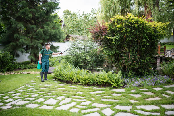 Best Lawn Drainage Solutions  in Blennerhassett, WV