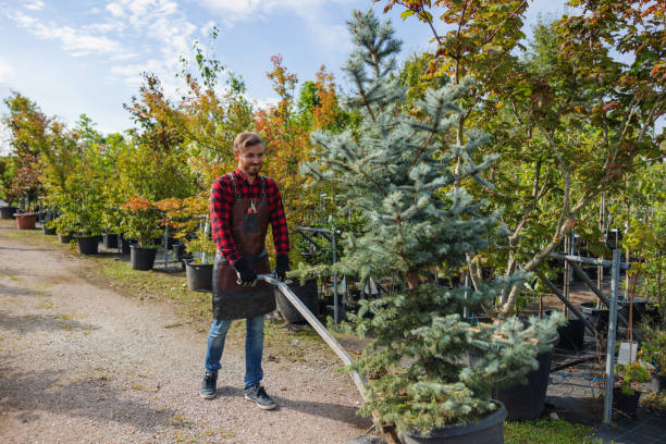 How Our Tree Care Process Works  in  Blennerhassett, WV