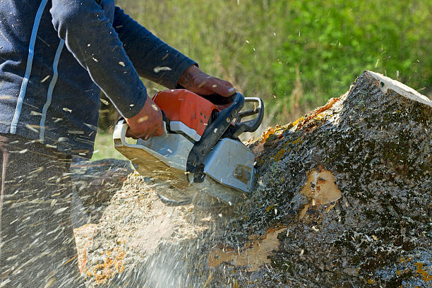 Best Hazardous Tree Removal  in Blennerhassett, WV